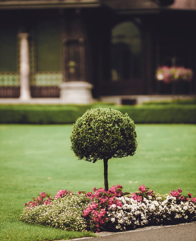 A small tree surrounded by pink and white flowers in front of a dark brown house.